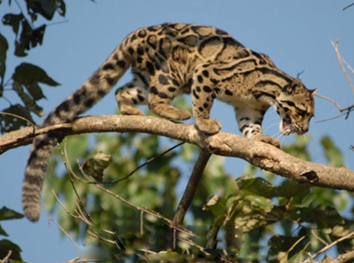 Ngengpui Wildlife Sanctuary, Aizawl, Mizoram - Vushii.com Ngengpui Wildlife Sanctuary, Aizawl, Mizoram - Vushii.com